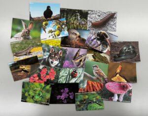 Ligações Vivas: A Comunidade Biótica